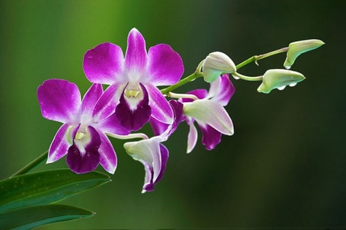 8. Hoa lan Loài hoa
