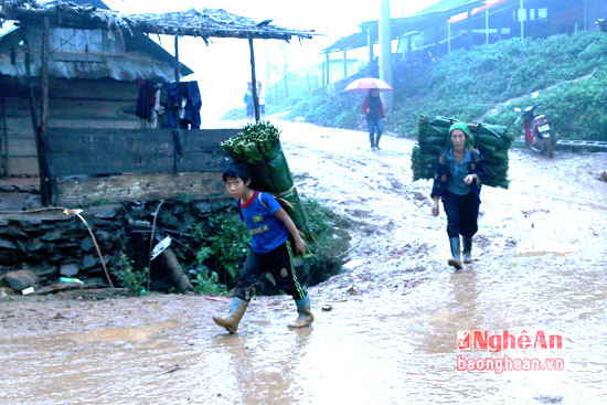 Thời điểm hiện tại, dù trời mưa gió nhưng nhiều người dân vùng cao ở huyện Kỳ Sơn vẫn tấp nập vào rừng hái lá dong về bán cho các thương lái.