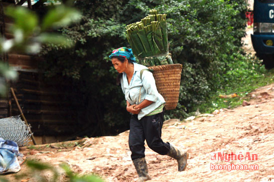 Mỗi ngày trung bình  người có thể kiếm được khoang  bó las dong.