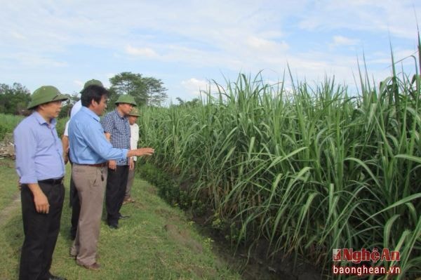 Lãnh đạo huyện Tân Kỳ kiểm tra mô hình kinh tế ở cơ sở.