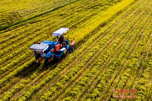 Thu hoạch lúa bằng máy gặt đập liên hợp ở Nam Đàn.