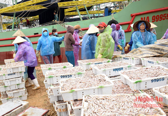 Cá cơm được thương lái thu mua tại chỗ với giá hiện tại 10.000 đồng/kg.
