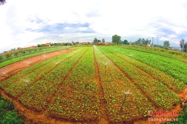 Những đồng rau màu áp dụng công nghệ tưới tự động ở xã Quỳnh Liên (Quỳnh Lưu).Ảnh: Mạnh Hùng