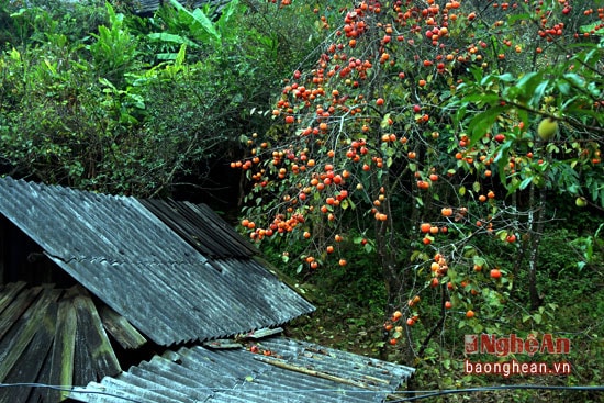 Hồng chín đỏ phủ trên mái nhà của người Mông ở xã Tây Sơn (Kỳ Sơn).