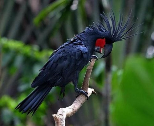 5. Vẹt Palm Cockatoo: Palm Cockatoo có nguồn gốc từ New Guinea và Úc, đây chính là một trong số những loài vẹt có mào đẹp nhất thế giới. Chiếc mào tuyệt mỹ đầy phong cách cùng bộ lông màu đen hoặc tro xám đặc trưng khiến chúng khó bị lẫn với bất cứ loại thú cưng nào. Được biết, để sở hữu một chú vẹt Palm Cockatoo trưởng thành, bạn sẽ phải chi tới 16.000 USD.