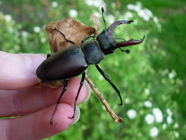 6. Bọ cánh cứng Stag Beetle: Nuôi một con bọ cánh cứng làm thú nuôi đã là sở thích hiếm thấy, bỏ 90.000 USD để mua 1 con bọ cánh cứng thì lại càng “quái dị”. Nhìn qua con vật dài chưa tới 10cm này chẳng có gì đặc biệt, thế nhưng sự độc đáo của cơ thể kết hợp với mức độ khan hiếm của chúng đã được giới thượng lưu rất ưa chuộng và sẵn sàng “đốt tiền” để mang một con trong họ côn trùng này về làm thú cưng.