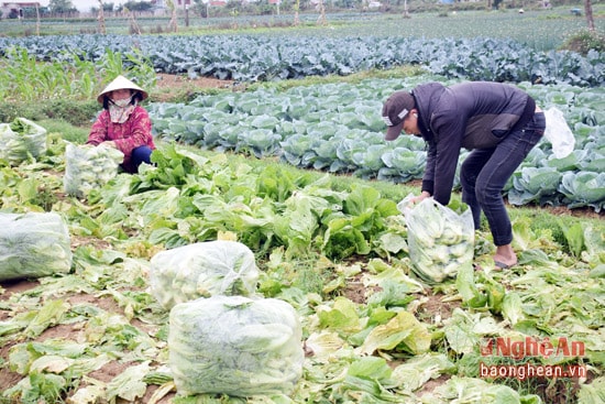 Rau các loại đang rớt giá mạnh, khiến nông dân xã Quỳnh Minh không vui khi thu hoạch rau.