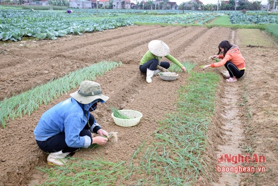 Hiện tại giá hành hoa có giá bán cao nhất, nên nhiều hộ chuyển sang trồng hành.