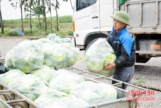 Thu mua rau về bãi tập kết