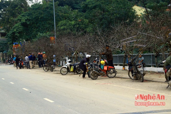 Thời gian này, khắp các ngả đường của thị trấn Mường Xén (Kỳ Sơn) người dân và thương lái mang hàng trăm cành đào rừng đẹp về bán.