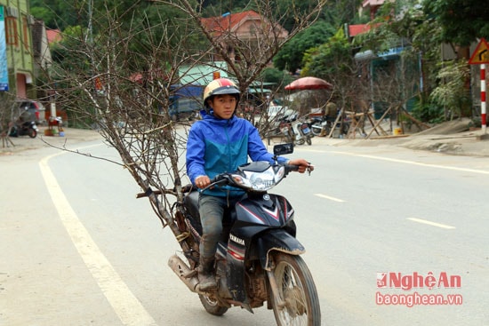 Những cành đào này được mang về từ các xã vùng cao như Huồi Tụ, Mường Lống, Tây Sơn...hoặc từ nước bạn Lào.