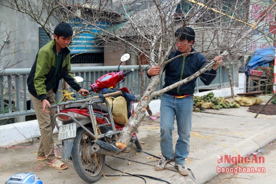 Một cành đào vừa được thương lái mua và đem trưng bày bên đường để bán lại. 