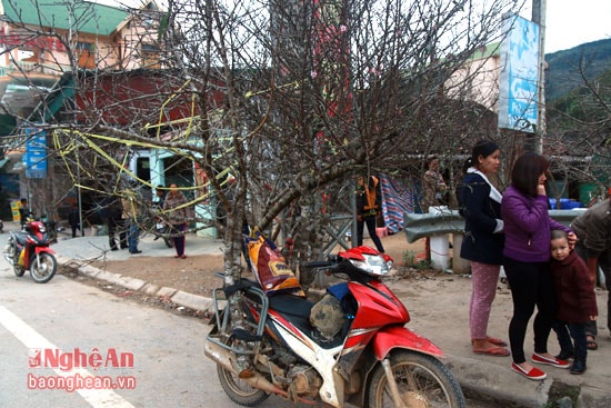 Đào vừa mang ra được buộc nguyên trên xe để bán.