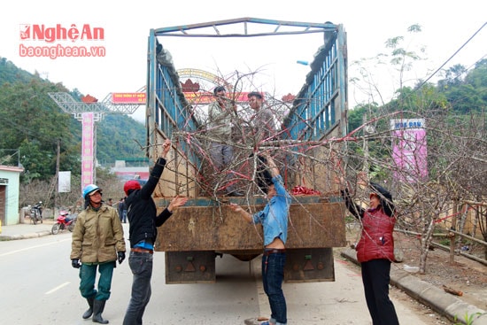 Thương lái tập trung đào lên xe để đem về xuôi.