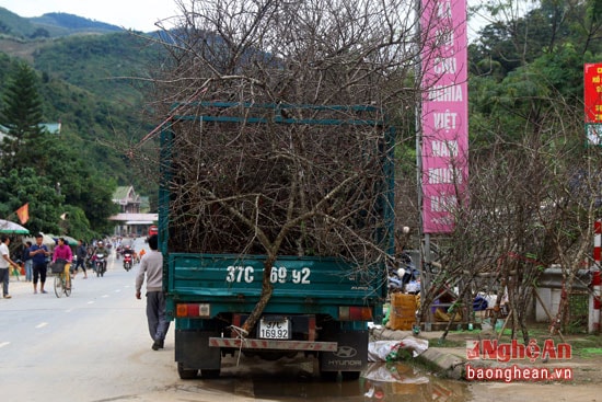 Những dịp này, đào rừng luôn hút khách bởi vẻ đẹp hoang sơ. Tuy nhiên, việc khai thác đào rừng quá nhiều cũng khiến nguồn đào ngày càng khan hiếm.