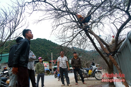 Một cành.