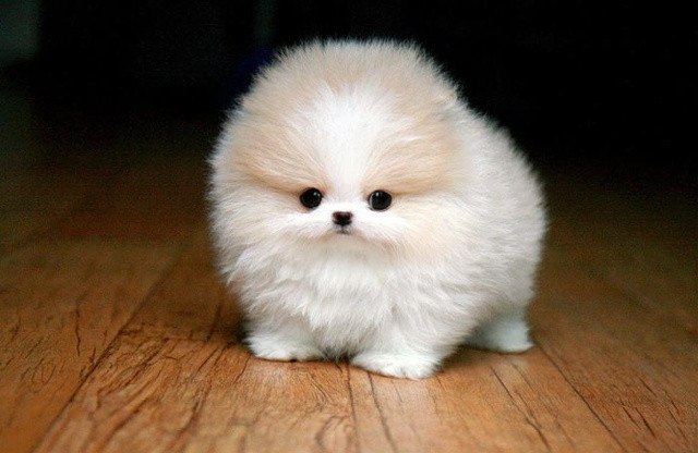 3. Chó Pomeranian mini: Pomeranian đã là một giống chó nhỏ nhưng Pomeranian Mini lại còn nhỏ hơn nữa. Những chú chó với lông xù, tròn như cục bông khiến ai cũng phải trầm trồ vì sự đáng yêu quá mức của chúng. Tuy nhiên giá tiền của những “cục bông di động” này không nhỏ chút nào, bạn sẽ phải trả số tiền lên tới 14.000 USD cho mỗi con. Paris Hilton là một trong số những người nổi tiếng có thú cưng là một chú Pomeranian mini.