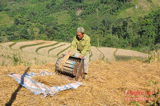 Ông Và Tổng Sử thu hoạch lúa ruộng bậc thang.