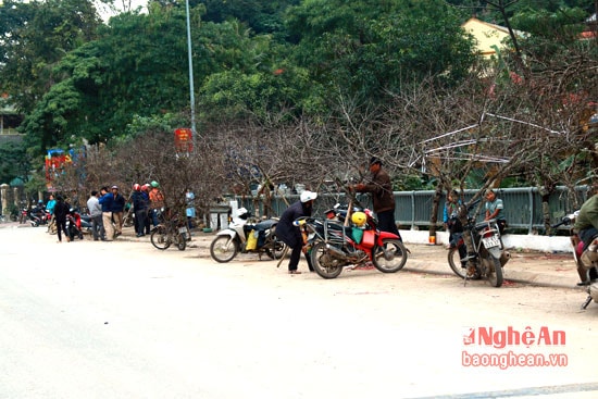 Những ngày này khắp các ngả đường ở miền Tây xứ Nghệ sôi động hẳn lên bởi việc buôn bán đào Tết.