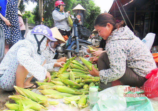 Ngô nếp được nhiều thương lái và người dân tìm mua.