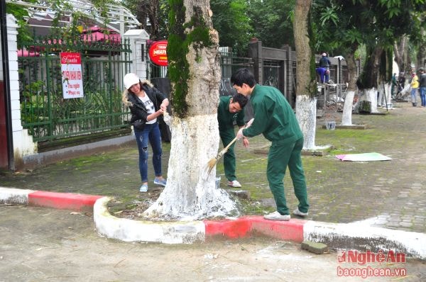 Công nhân Công ty Công viên cây xanh quét vôi cho hệ thống cây xanh trên tuyến đường Lê Mao (TP. Vinh).