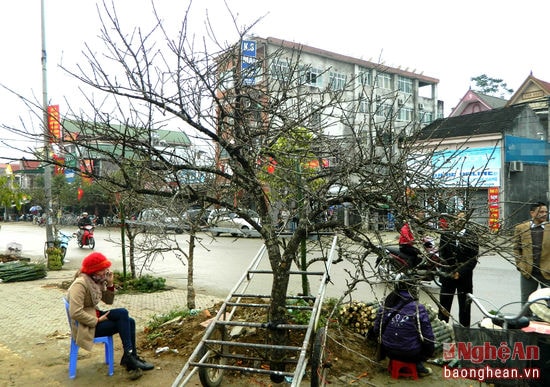 Trước khi gom hàng đưa lên xe ôtô đưa về thành phố Vinh và miền xuôi, một số sẽ được bày bán ở ven đường quốc lộ tại địa bàn. Giá cả rất đa dạng tùy vào từng gốc đào, có thể dao động từ 300.000 đồng tới cả vài ba chục triệu đồng. Ảnh: Nguyễn Hùng Cường.