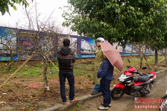 Những cành đào đá, đào Lào từ miền Tây xứ Nghệ đã tập trung tại thành phố Vinh chuẩn bị cho nhu cầu chơi Đào tết. Hành trình của những cành đào rừng về phố cũng gặp rất nhiều khó khăn từ các bản ở trên núi cao, theo các thương lái về phục vụ người chơi đào rừng vào những ngày tết.