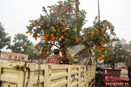 Ngoài đào, cây quất cũng được nhiều người chơi trong dịp tết Nguyên Đán, cây quất thể hiện sự sung túc, bền vững. Để phục vụ nhu cầu trong Xuân Đinh Dậu, các nhà vườn đã nhập về rất nhiều cây quất cổ thụ, những cây quất hội tụ đủ tứ quý bao gồm: dáng đẹp, quả đẹp và đủ xanh, lá lộc non canh mơn mởn.