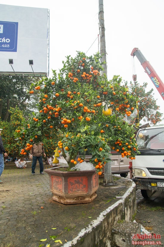 Những cây quất thế cổ thụ, có 3 loại quả có giá từ 20 -30 triệu đồng.