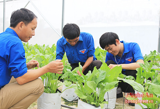 Thành viên CLB thanh niên phát triển kinh tế Anh Sơn tham quan mô hình trồng rau sạch ở xã Hoa Sơn (Anh Sơn). Ảnh: Hoài Thu