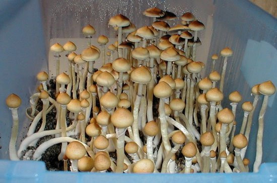 Các nhà nghiên cứu cho biết chỉ một liều cao nấm gây ảo giác psilocybin cũng có thể làm thay đổi tính cách con người, khiến họ trở nên cởi mở hơn, không chỉ vài giờ mà thậm chí cả năm.