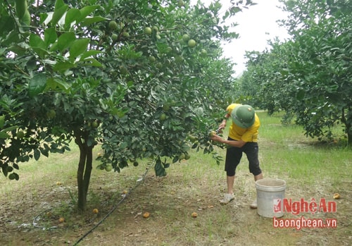 Nhờ ứng dụng công nghệ tưới nhỏ giọt, vườn cam Vân Du của gia đình ông Nguyễn Viết Hùng (thôn Quyết Tiến, xã Chi Khê, huyện Con Cuông) cho lứa đầu tiên bội thu.