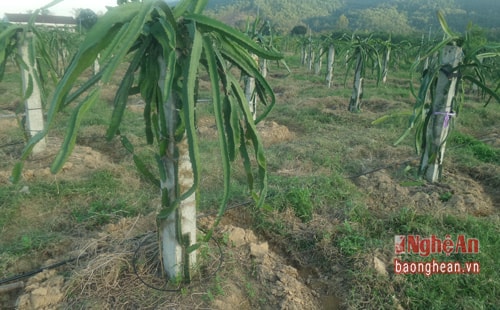 Gia đình anh Võ Trọng Phúc (Diễn Châu) ứng dụng công nghệ tưới nhỏ giọt, vườn Thanh long của tăng trưởng nhanh