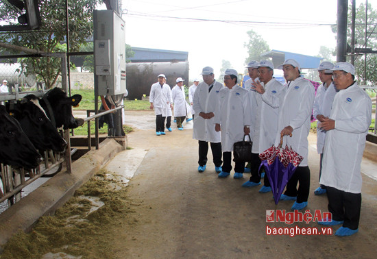 Tiếp đó, đoàn tiến hành giám sát quy trình chăn nuôi, kiểm soát dịch bệnh, vắt sữa tại Trang trại bò sữa Nghệ An của Công ty TNHH MTV Bò sữa Việt Nam ở xóm Đồng Thành, xã Đông Hiếu, thị xã Thái Hòa. 