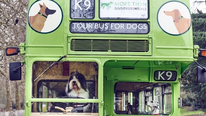 Chiếc xe buýt 2 tầng có tên K9 sẽ đưa các chú chó tham quan khắp thành phố London. Ảnh: Cow PR.