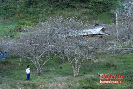 Đi giữa rừng mận trắng bên sườn đồi.