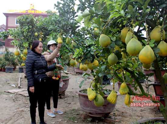 Nhiều cây cảnh, hoa Tết được tập kết từ trước khoảng 20 ngày, nhưng giá cả không hề rẻ. Mỗi cây bưởi cảnh có giá trên 8 triệu đồng. Ảnh Phương Thúy