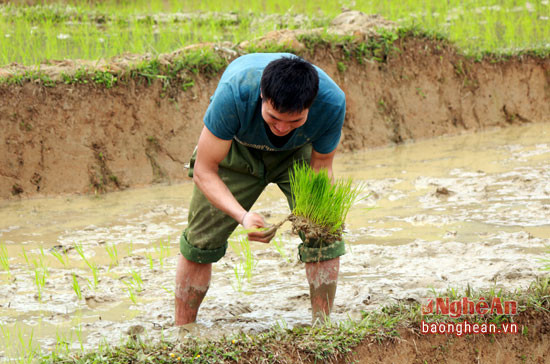 Đàn ông vùng cao tham gia vào việc cấy lúa rất thành thạo.