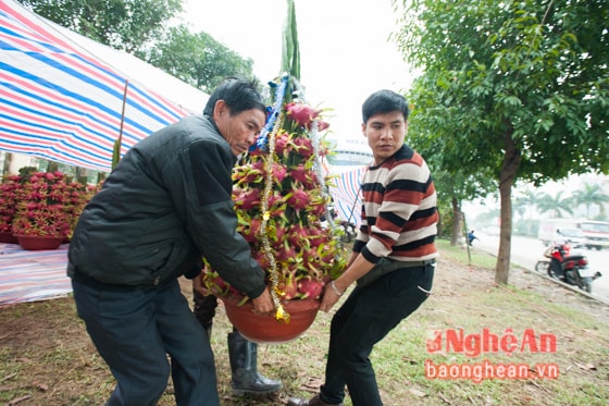 7 Độc đáo, lạ mắt cộng nên rất nhiều người đã lựa chọn cho mình một chậu phù hợp để trang trí trong nhà đón chào năm mới. Ảnh: Thành Cường