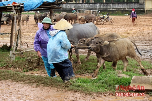 Cặp “nghé nong” vẫn không muốn theo chủ mới về nhà.