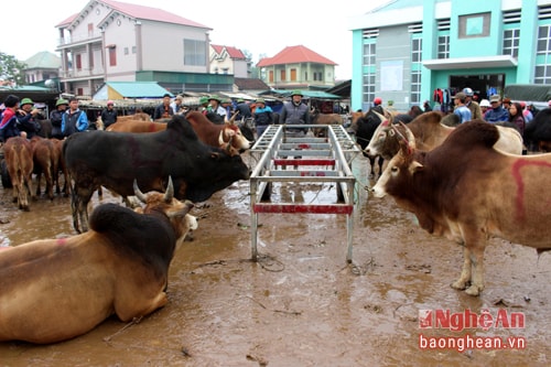 Những con bò to béo, được lái buôn mang từ Lào về, sau nhiều lần mua qua bán lại, sẽ chuẩn bị lên đường ra Bắc.