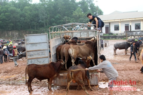  Dùng mọi biện pháp để chuyển hàng lên xe.