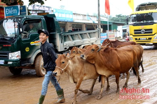 Nhiều thanh niên Đại Sơn thông thạo buôn bán trâu, bò từ nhỏ, chưa đầy 20 tuổi đã thành những lái buôn cừ phách. Một lái buôn trẻ cho biết: “Do mỗi tháng, chợ chỉ họp 6 phiên, nên không khí Tết ở chợ Ú đã đến từ đầu tháng Chạp”.