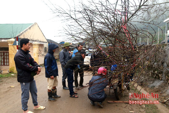 Các thương lái xoay quanh một người dân bản để mua lại số đào vừa mới đem từ rừng về ở xã Mường Lống.