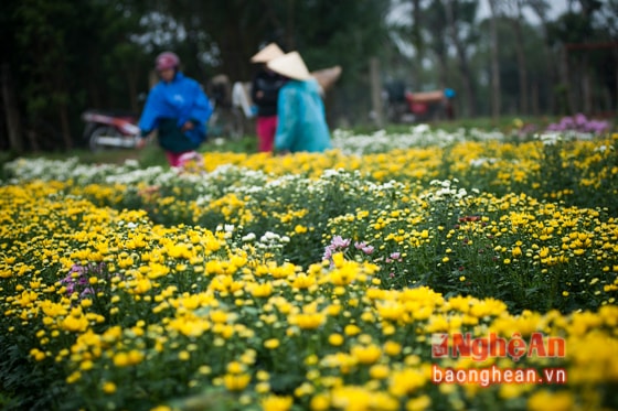 Làng nghề hoa cây cảnh ở xóm 4, Nghi Liên những ngày này tràn ngập sắc hoa. Hiện tại, trong làng có khoảng 20 hộ gia đình làm nghề trồng hoa, cây cảnh.