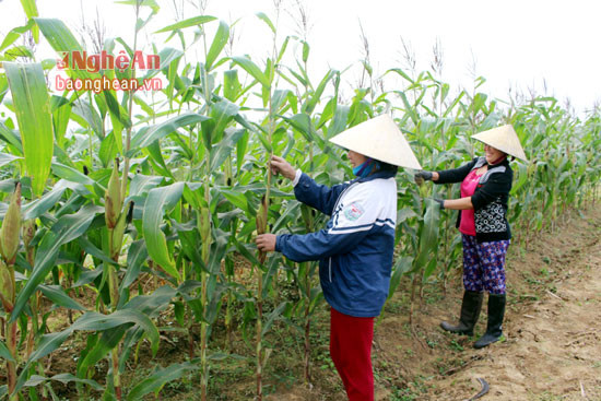 Ngô ngọt Thái trồng ở Quỳnh Lưu cho thu nhập cao. Ảnh Việt Hùng