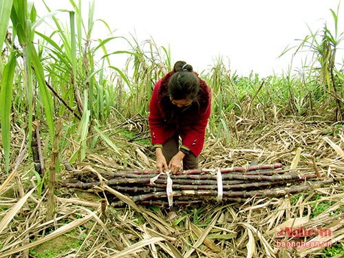 Mía đỏ thu hoạch vào dịp áp Tết.