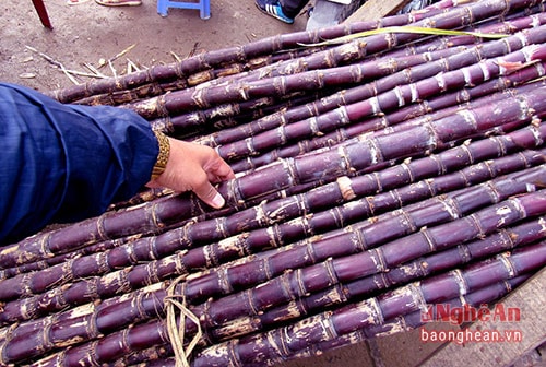 Mía đỏ thu hoạch vào dịp áp Tết. Ảnh Quang An