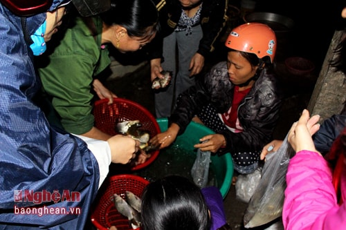 Khi trời chưa sáng rõ, hàng cá chép ở chợ Sa Nam (Nam Đàn), chợ Rộ (Thanh Chương), khách mua đã rất đông. Ai cũng tranh thủ đến sớm để chọn mua những con đẹp nhất. Ảnh: Huy Thư