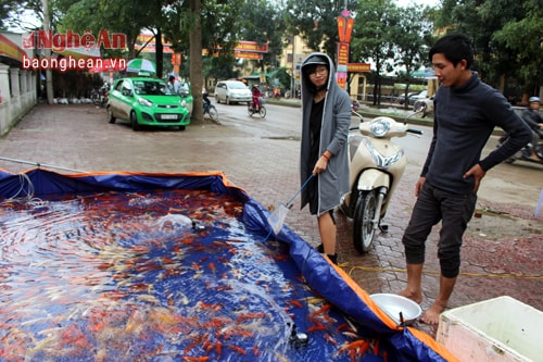 Tại Đô Lương, nhiều người còn dựng bạt làm ao tạm bên đường để bán cá chép phục vụ nhu cầu của người dân. Ảnh: Huy Thư